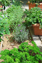 Image showing Herb garden