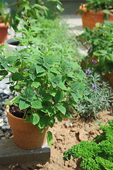 Image showing Herb garden