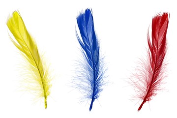 Image showing Red blue and yellow feathers