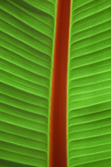 Image showing Freshness Palm Leaf