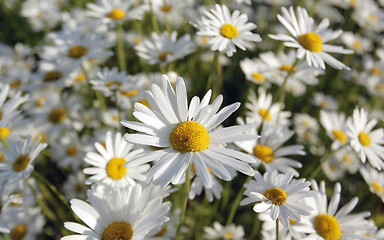 Image showing Wild daisies