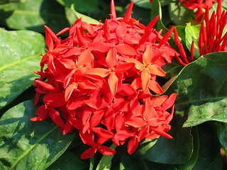 Image showing Red flower