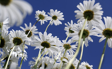 Image showing Wild daisies 