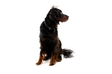 Image showing Seated Gordon Setter