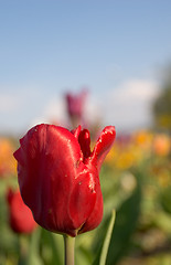 Image showing Red Tulip