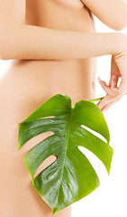 Image showing female torso with green leaf over white