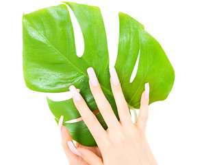 Image showing female hands with green leaf