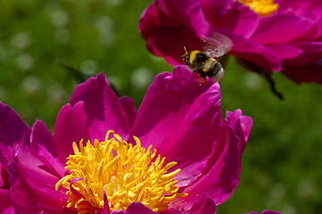 Image showing flying bumble bee