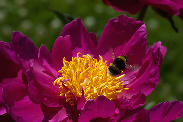 Image showing bumble bee