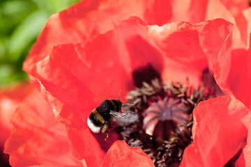 Image showing bumble bee in orange poppy