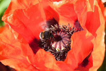 Image showing bumble bee over poppy