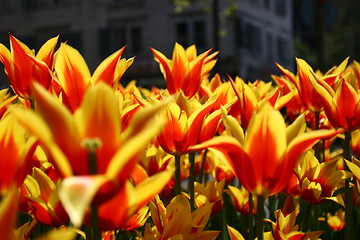 Image showing Tulip field