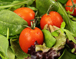 Image showing Tomatoes And Lettuce