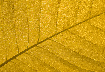 Image showing Autumn leaf texture