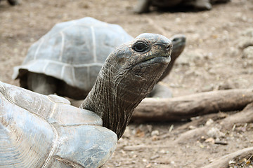 Image showing Giant Galapagos turtles