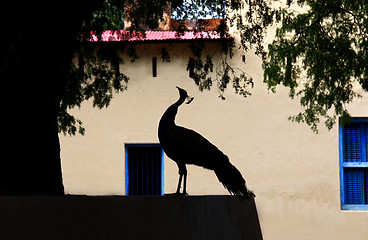 Image showing peacock silhouete on yellow wall
