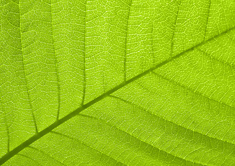 Image showing Leaf texture