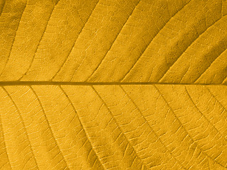 Image showing Autumn leaf texture