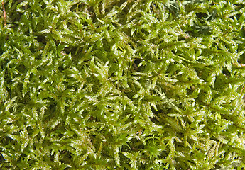 Image showing Mossy background