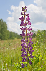 Image showing Lupine flower