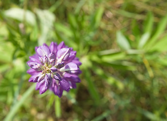 Image showing Lupine flower