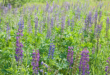 Image showing Lupine field