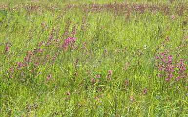 Image showing Green grass with pink flowers