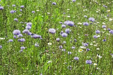 Image showing Green grass with blue flowers