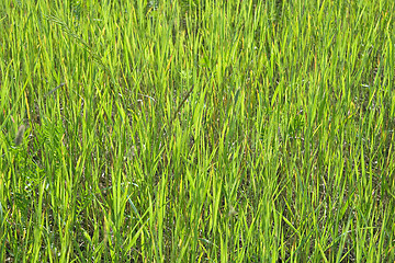 Image showing Green grass texture