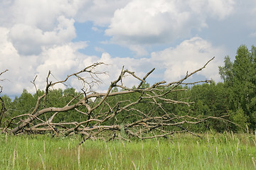 Image showing Dead tree