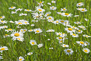 Image showing Chamomile field