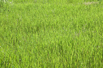 Image showing Green grass texture