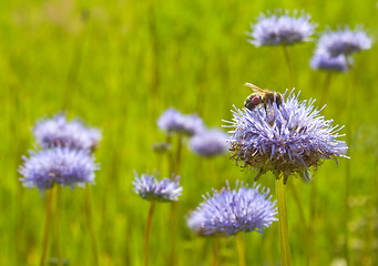 Image showing Bee on a blue flower