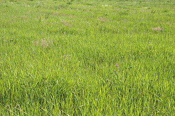 Image showing Green grass texture