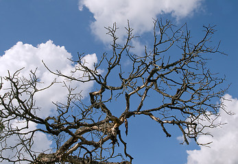 Image showing Dead tree