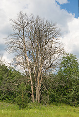 Image showing Dead tree