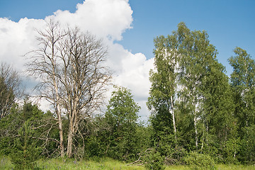 Image showing Dead tree