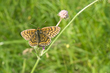 Image showing Butterfly