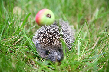 Image showing The hedgehog 