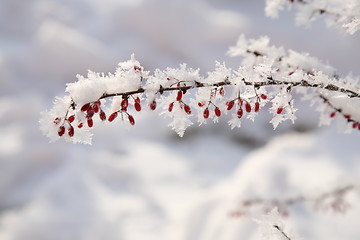 Image showing Barberry in snow