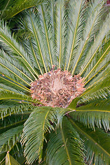 Image showing Cycad