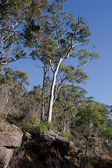 Image showing Gum Tree On The Edge