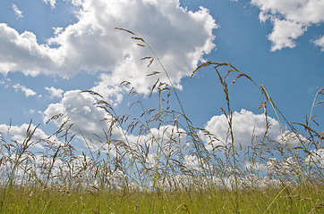 Image showing Field and sky