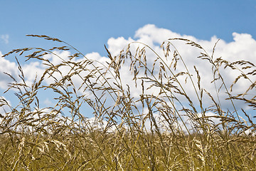 Image showing Field and sky