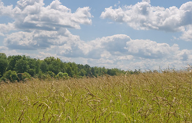 Image showing Field and sky