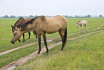 Image showing Pasturing horse