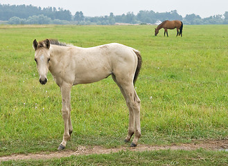 Image showing White foal