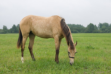 Image showing Pasturing horse