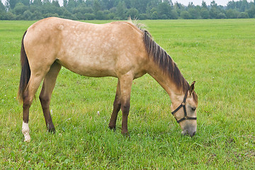 Image showing Pasturing horse