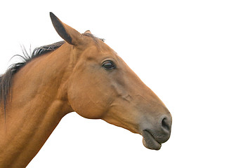 Image showing Horse's head